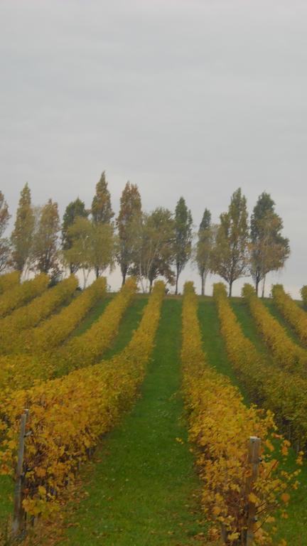 La Casa Del Giardiniere Villa Zero Branco Dış mekan fotoğraf